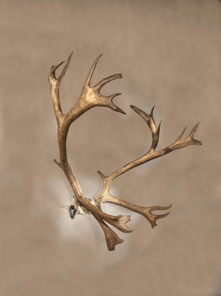 Alternative view of Skullhooker Little Hooker