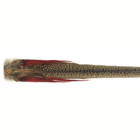 Veniard Golden Pheasant Complete Tail