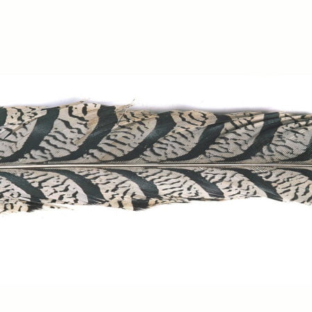 Veniard Amherst Tail Piece