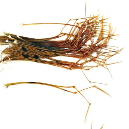 Veniard Cock Pheasant Daddy Legs