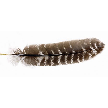 Veniard Turkey Nat Barred Wing Quills